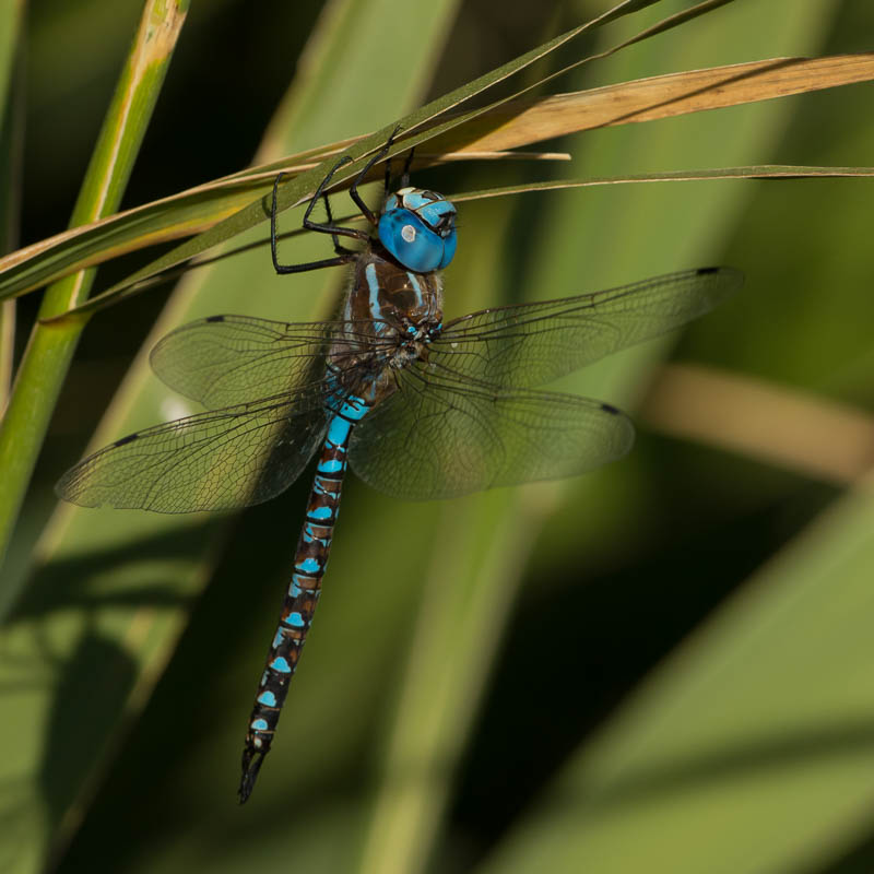 Blue-eyed Darner